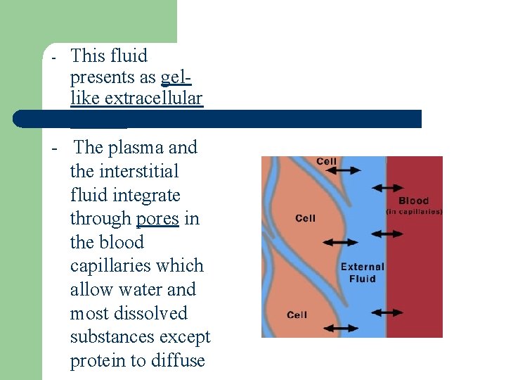 This fluid presents as gellike extracellular matrix. - The plasma and the interstitial fluid