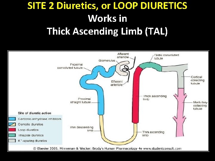 SITE 2 Diuretics, or LOOP DIURETICS Works in Thick Ascending Limb (TAL) 