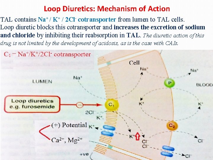 Loop Diuretics: Mechanism of Action TAL contains Na+ / K+ / 2 Cl- cotransporter