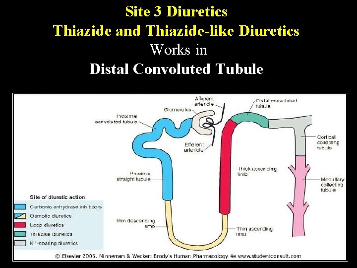 Site 3 Diuretics Thiazide and Thiazide-like Diuretics Works in Distal Convoluted Tubule 