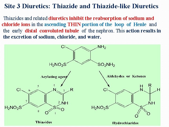 Site 3 Diuretics: Thiazide and Thiazide-like Diuretics Thiazides and related diuretics inhibit the reabsorption