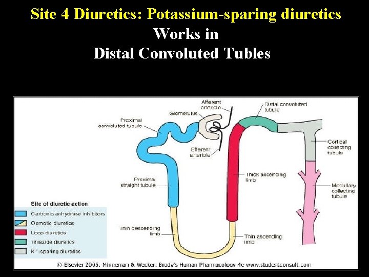 Site 4 Diuretics: Potassium-sparing diuretics Works in Distal Convoluted Tubles 