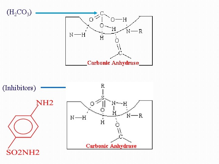 (H 2 CO 3) (Inhibitors) 