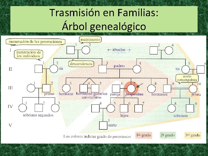 Trasmisión en Familias: Árbol genealógico 
