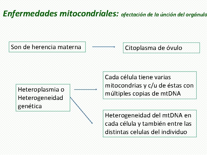 Enfermedades mitocondriales: afectación de la únción del orgánulo Son de herencia materna Heteroplasmia o