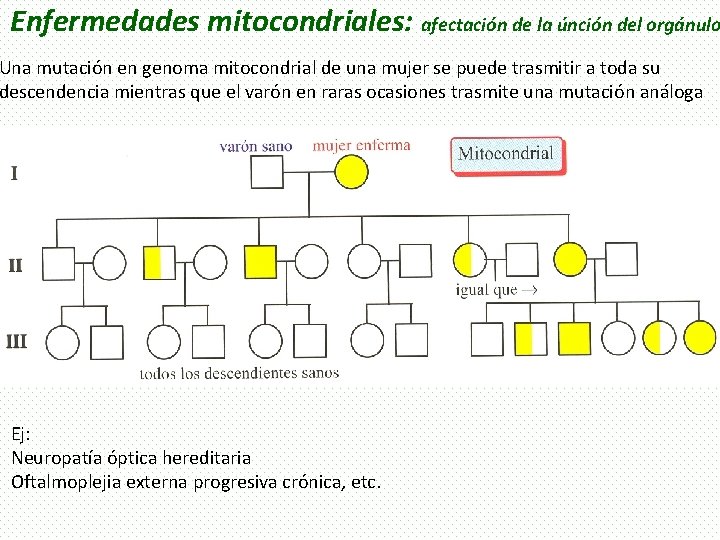 Enfermedades mitocondriales: afectación de la únción del orgánulo Una mutación en genoma mitocondrial de