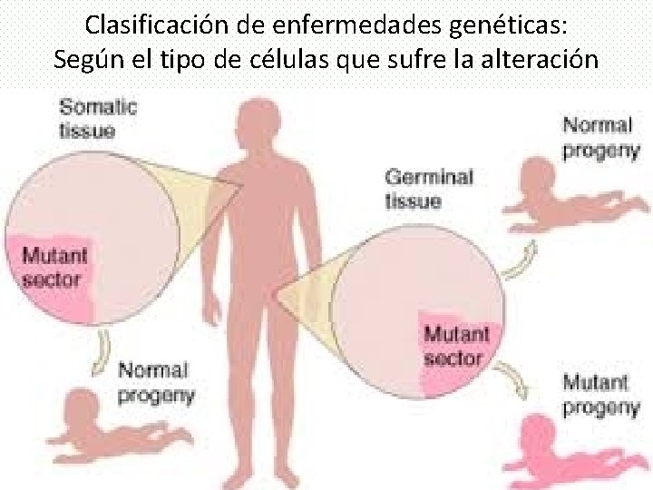 Clasificación de enfermedades genéticas: Según el tipo de células que sufre la alteración 