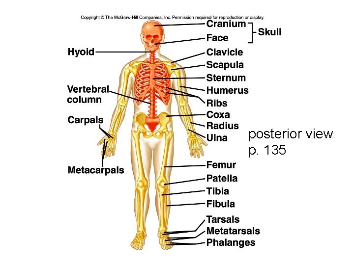 posterior view p. 135 