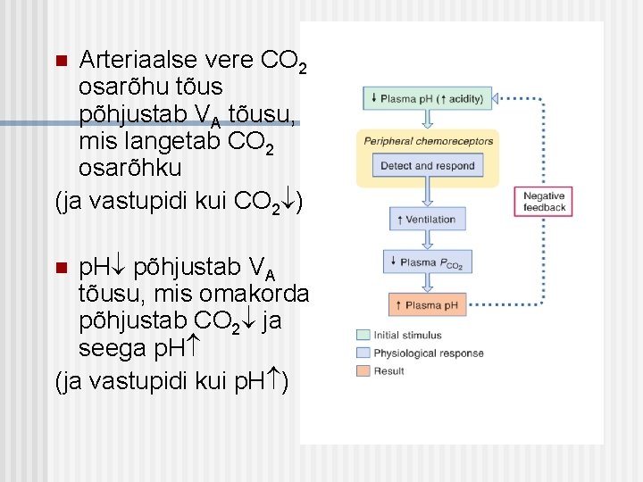 Arteriaalse vere CO 2 osarõhu tõus põhjustab VA tõusu, mis langetab CO 2 osarõhku