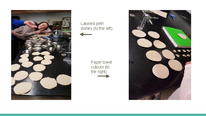 Labeled petri dishes (to the left) Paper towel cutouts (to the right) 