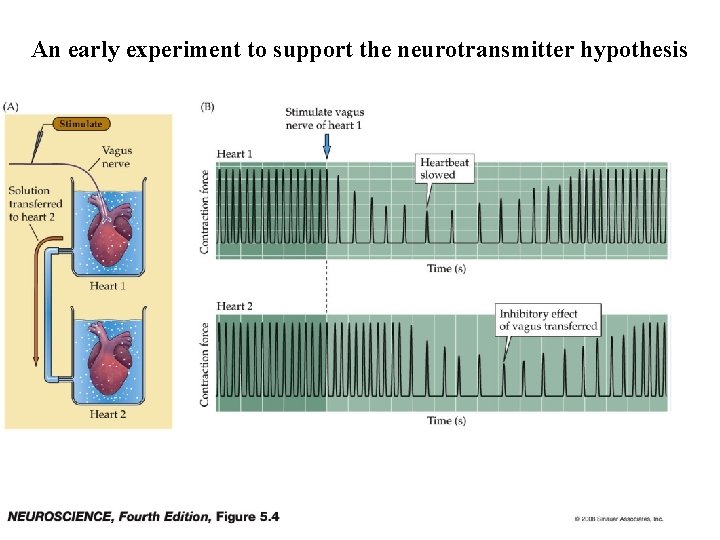 An early experiment to support the neurotransmitter hypothesis 
