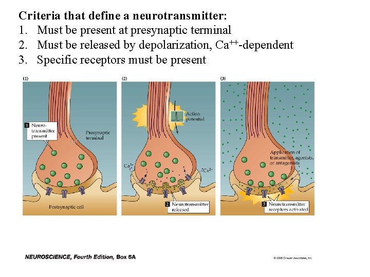 Criteria that define a neurotransmitter: 1. Must be present at presynaptic terminal 2. Must
