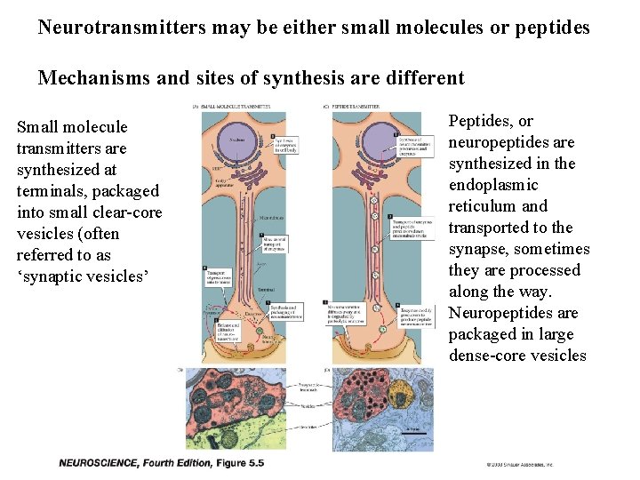 Neurotransmitters may be either small molecules or peptides Mechanisms and sites of synthesis are