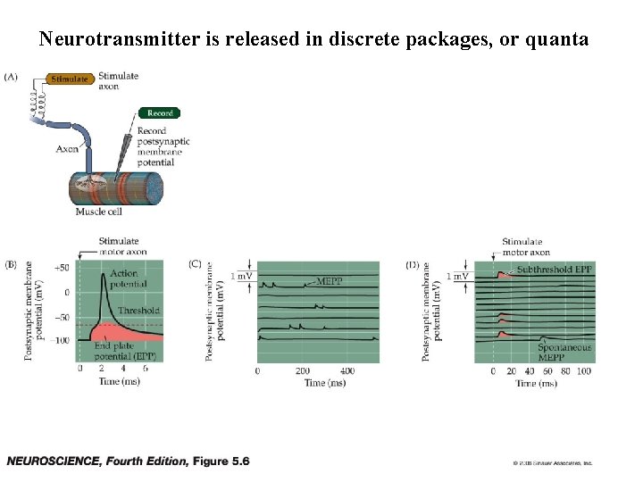 Neurotransmitter is released in discrete packages, or quanta 