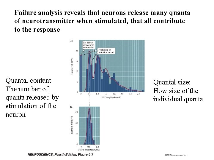 Failure analysis reveals that neurons release many quanta of neurotransmitter when stimulated, that all