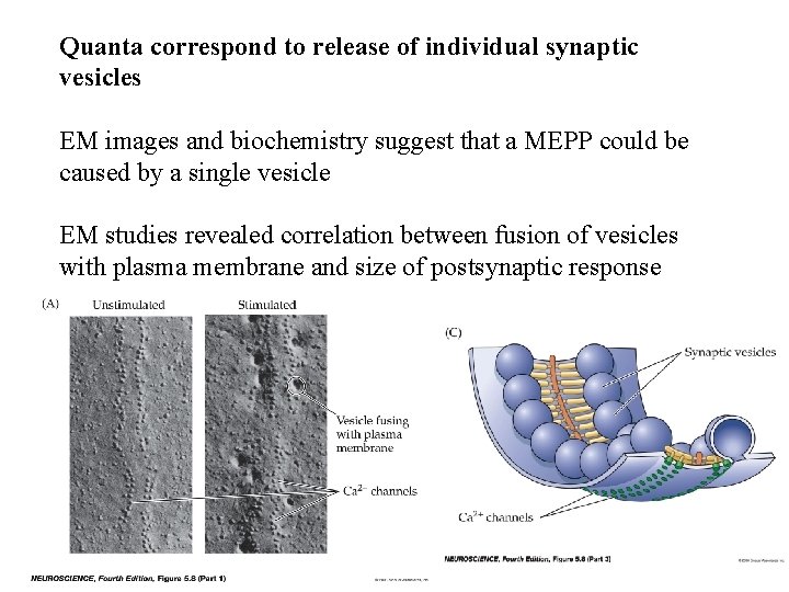 Quanta correspond to release of individual synaptic vesicles EM images and biochemistry suggest that