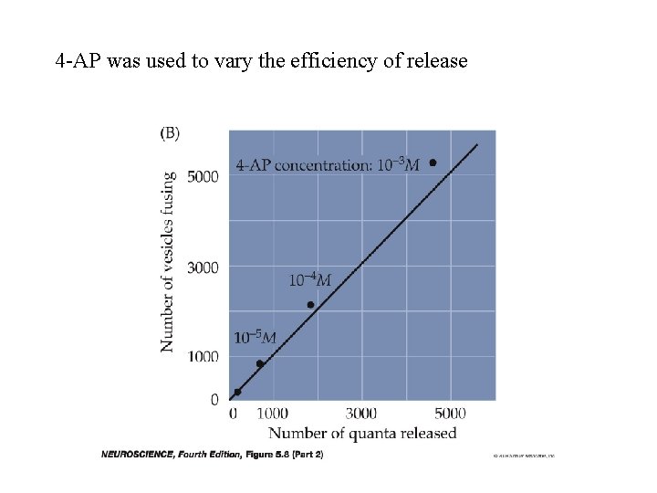 4 -AP was used to vary the efficiency of release 
