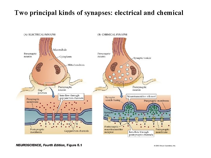 Two principal kinds of synapses: electrical and chemical 
