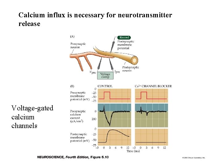 Calcium influx is necessary for neurotransmitter release Voltage-gated calcium channels 