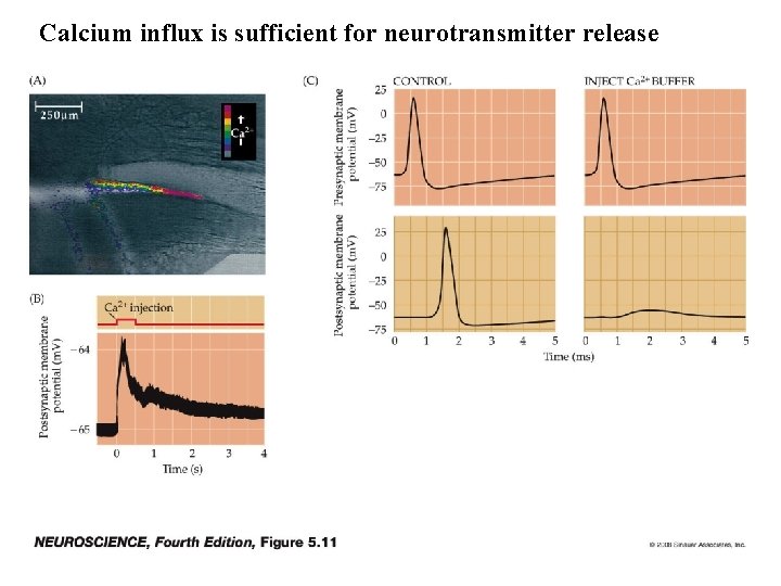 Calcium influx is sufficient for neurotransmitter release 