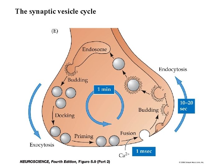The synaptic vesicle cycle 