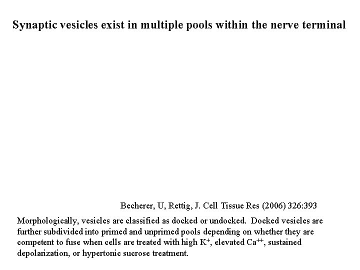 Synaptic vesicles exist in multiple pools within the nerve terminal (Release stimulated by flash-photolysis