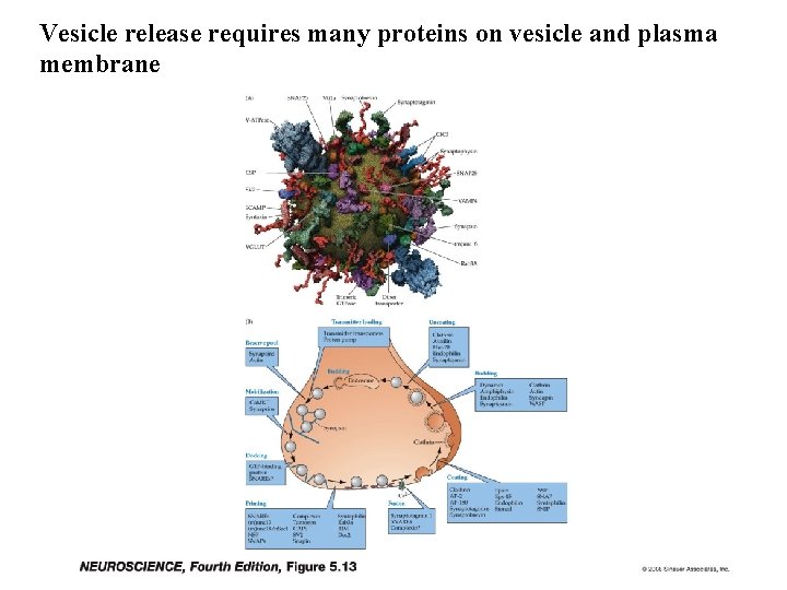 Vesicle release requires many proteins on vesicle and plasma membrane 