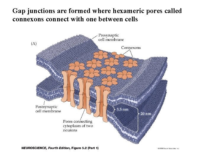 Gap junctions are formed where hexameric pores called connexons connect with one between cells