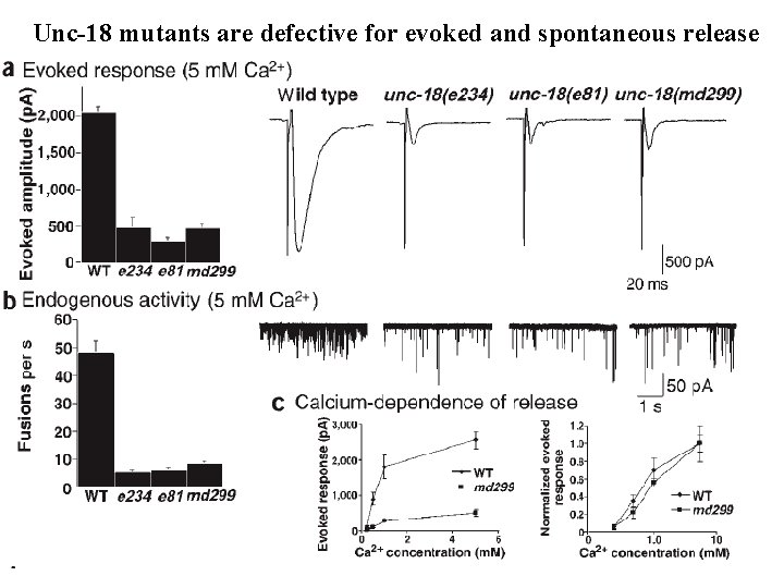 Unc-18 mutants are defective for evoked and spontaneous release 
