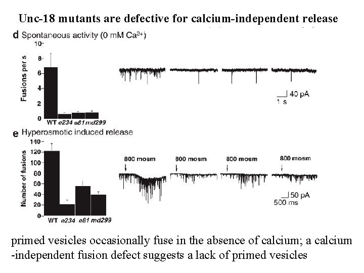 Unc-18 mutants are defective for calcium-independent release primed vesicles occasionally fuse in the absence