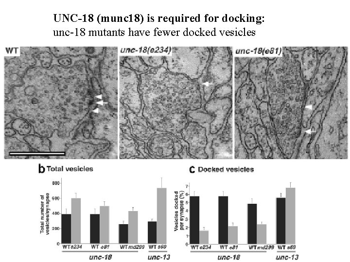 UNC-18 (munc 18) is required for docking: unc-18 mutants have fewer docked vesicles 