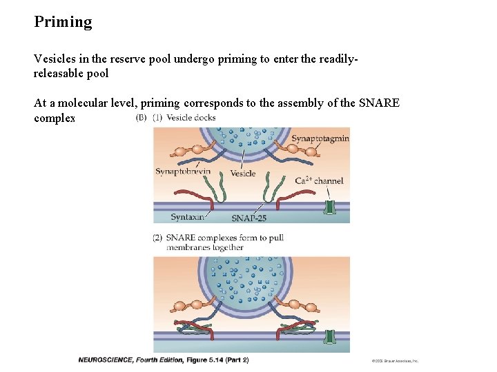 Priming Vesicles in the reserve pool undergo priming to enter the readilyreleasable pool At