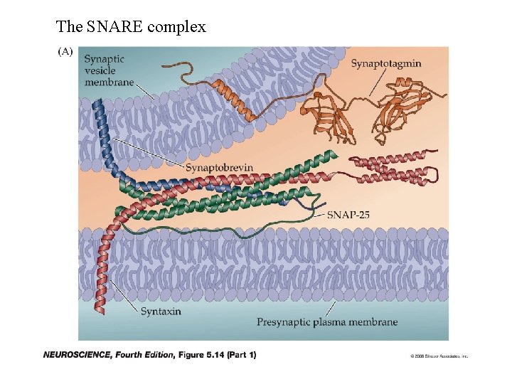 The SNARE complex 