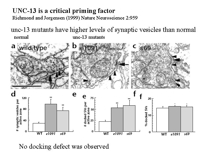 UNC-13 is a critical priming factor Richmond and Jorgensen (1999) Nature Neuroscience 2: 959