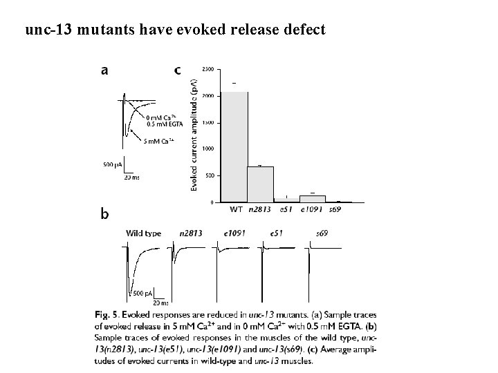 unc-13 mutants have evoked release defect 