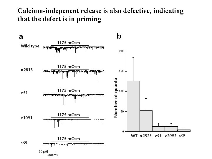 Calcium-indepenent release is also defective, indicating that the defect is in priming 