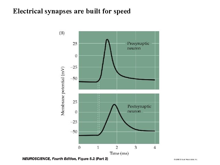 Electrical synapses are built for speed 