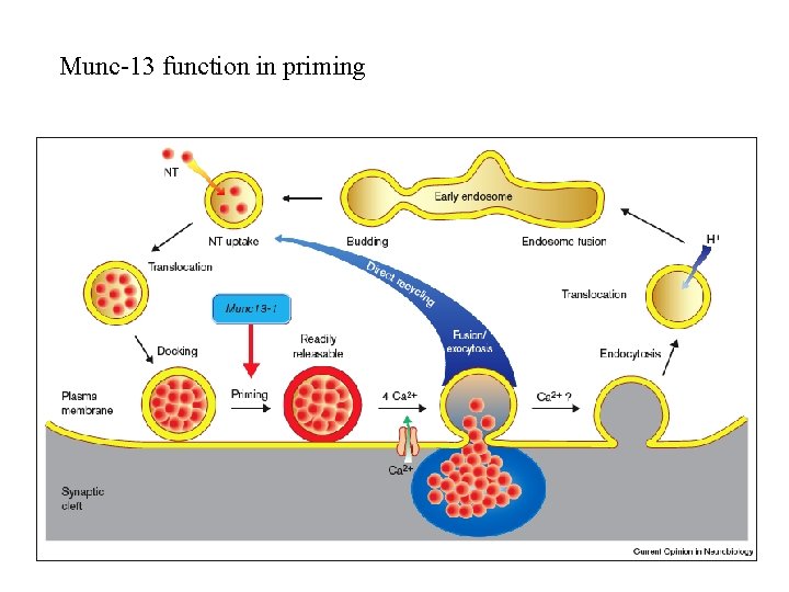 Munc-13 function in priming 