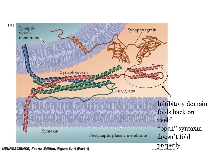 Inhibitory domain folds back on itself “open” syntaxin doesn’t fold properly 