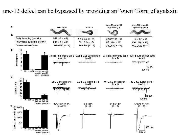 unc-13 defect can be bypassed by providing an “open” form of syntaxin 