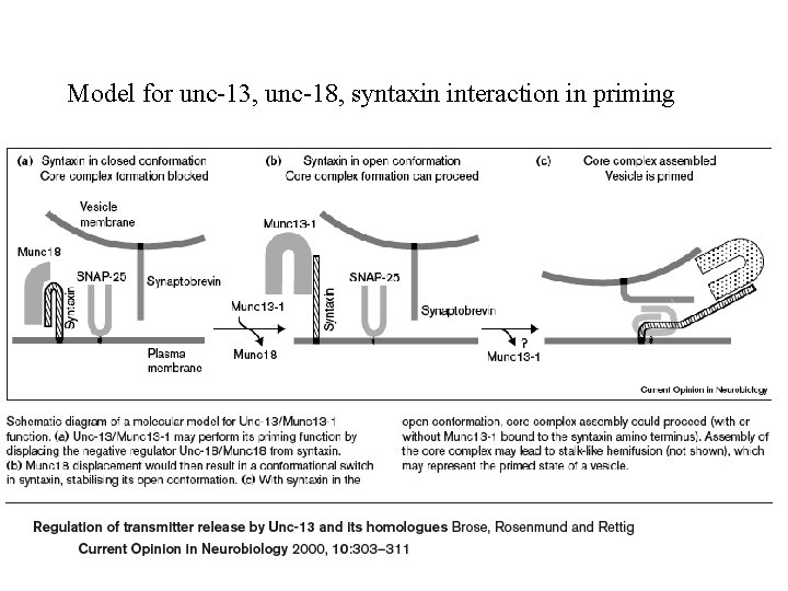 Model for unc-13, unc-18, syntaxin interaction in priming 