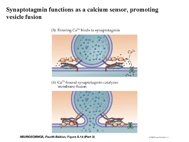 Synaptotagmin functions as a calcium sensor, promoting vesicle fusion 