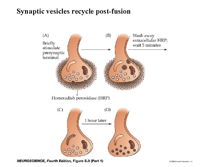 Synaptic vesicles recycle post-fusion 