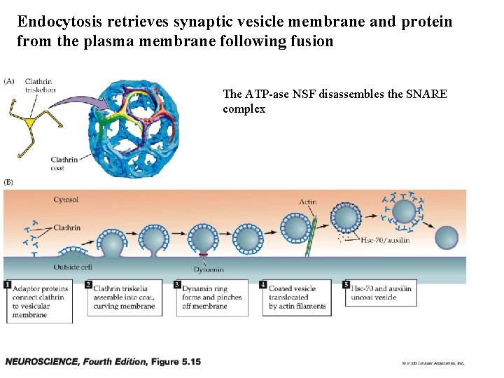 Endocytosis retrieves synaptic vesicle membrane and protein from the plasma membrane following fusion The
