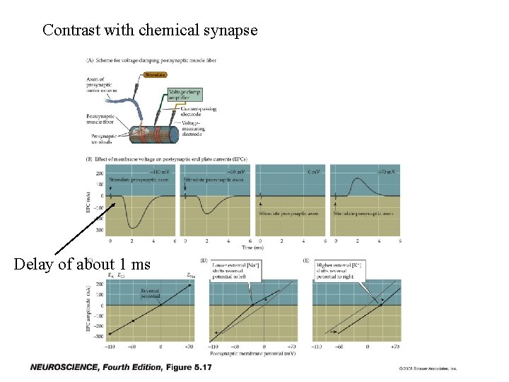 Contrast with chemical synapse Delay of about 1 ms 