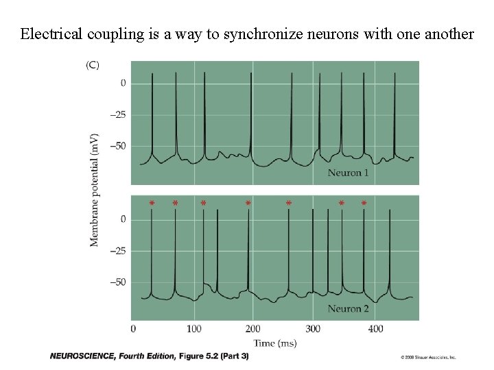 Electrical coupling is a way to synchronize neurons with one another 