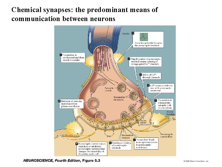 Chemical synapses: the predominant means of communication between neurons 