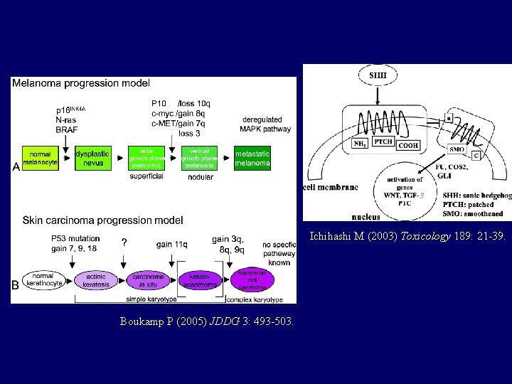 Ichihashi M (2003) Toxicology 189: 21 -39. Boukamp P (2005) JDDG 3: 493 -503. Ichihashi M (2003) Toxicology 189: 21 -39. Boukamp P (2005) JDDG 3: 493 -503.