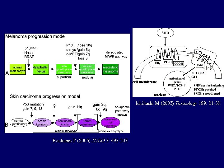 Ichihashi M (2003) Toxicology 189: 21 -39. Boukamp P (2005) JDDG 3: 493 -503.