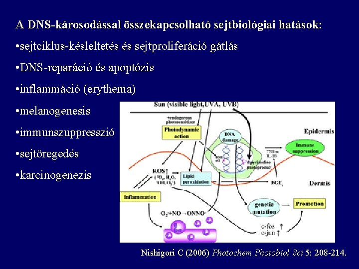 A DNS-károsodással összekapcsolható sejtbiológiai hatások: • sejtciklus-késleltetés és sejtproliferáció gátlás • DNS-reparáció és apoptózis A DNS-károsodással összekapcsolható sejtbiológiai hatások: • sejtciklus-késleltetés és sejtproliferáció gátlás • DNS-reparáció és apoptózis